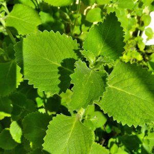 Puerto Rican Oregano